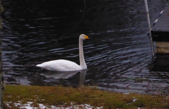 Svan vid bryggan 14 dec 2013
